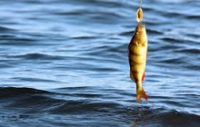 Отчетность за рыболовство